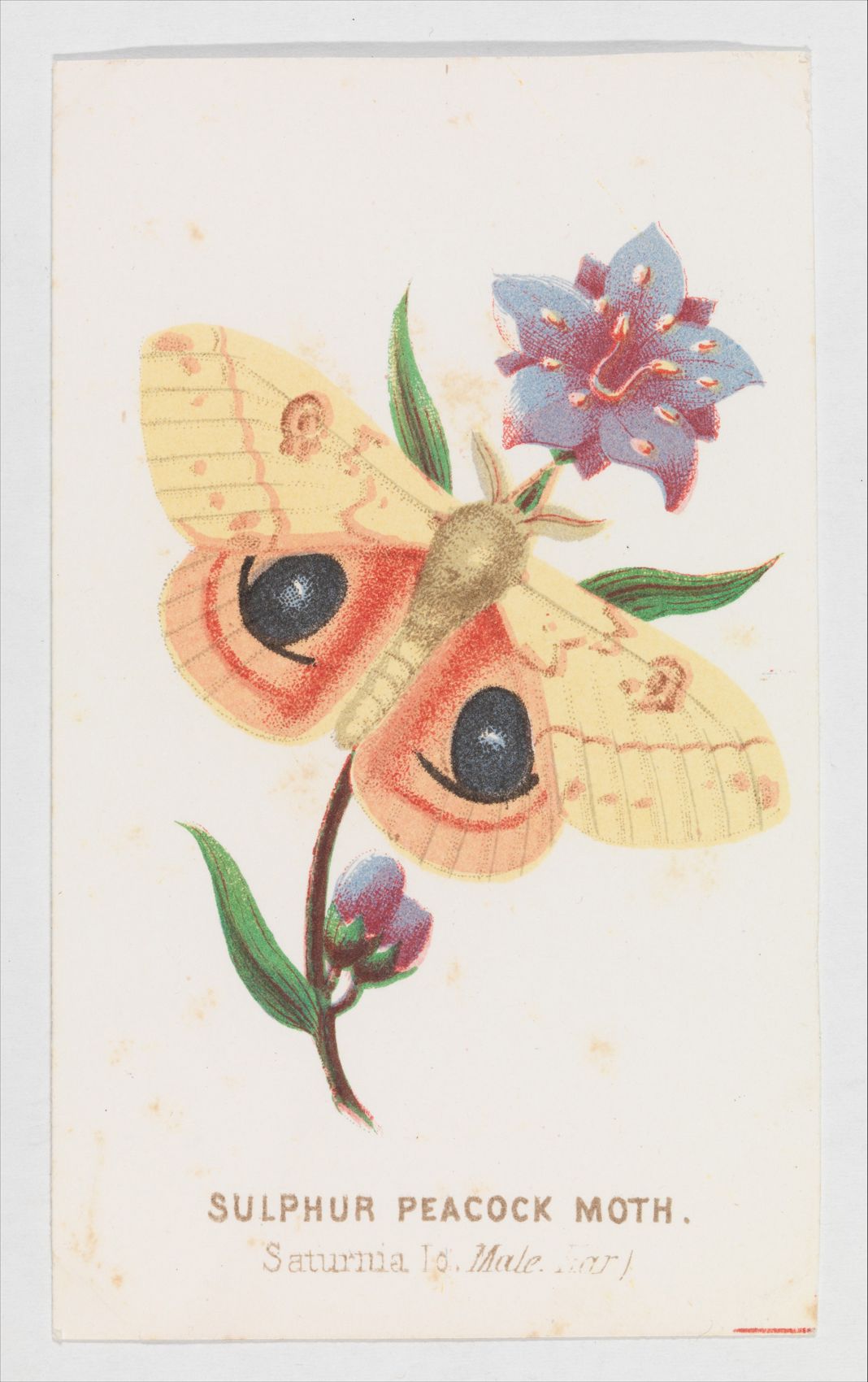 A nineteenth-century colour lithograph of a yellow and rose Sulphur Peacock moth beside a violet flower